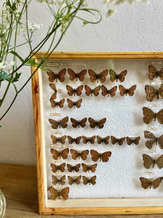 Boîte d’entomologiste/ boîte à papillons