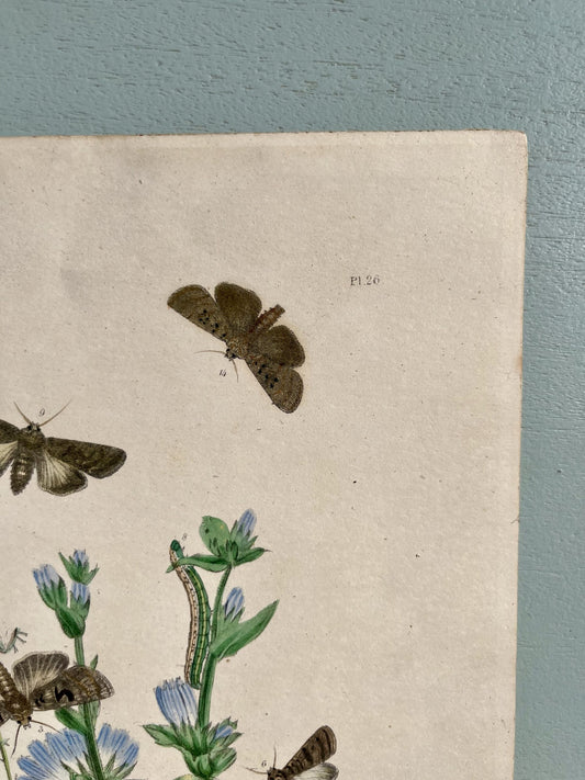 Gravure motifs fleurs et papillons