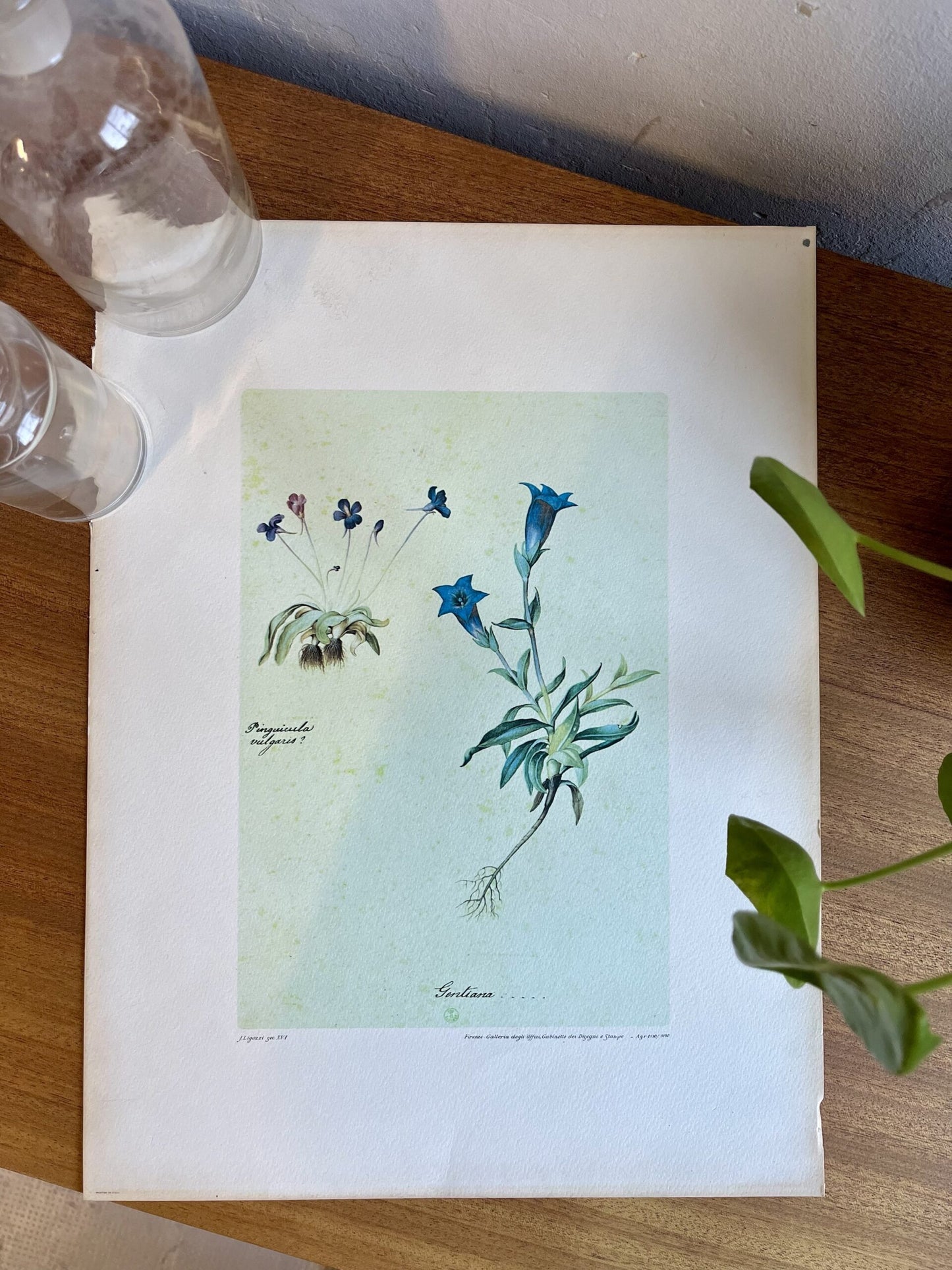 Lithographie gentiane