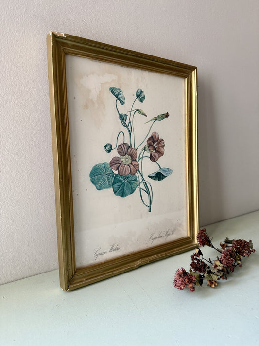 Tableau lithographie de capucine