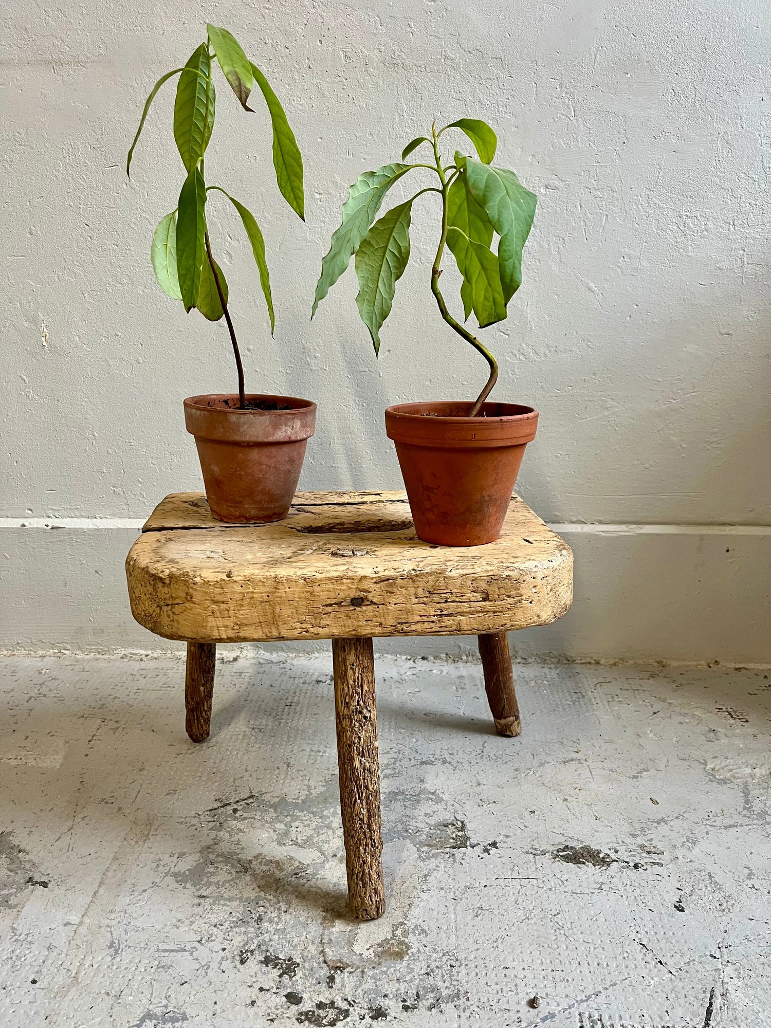 Petit tabouret tripode ancien en bois brut et patiné, de style rustique ou tabouret de traite. Sur son assise épaisse, deux jeunes plantes vertes sont posées dans des pots en terre cuite, le tout présenté devant un mur et un sol clairs.