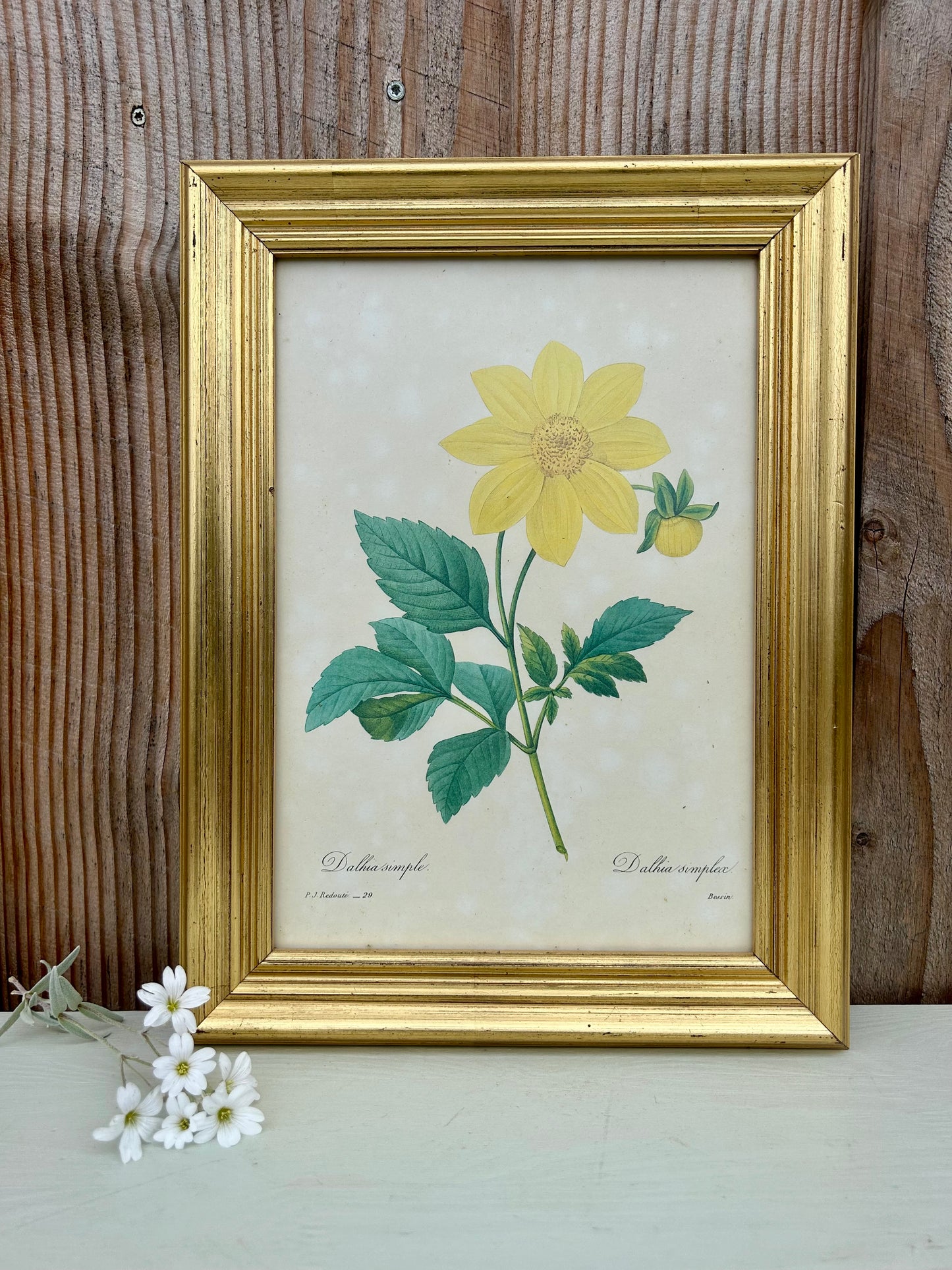 Planche botanique Dahlia sous cadre
