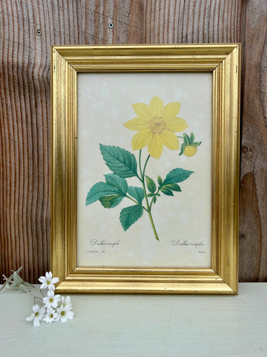 Planche botanique Dahlia sous cadre