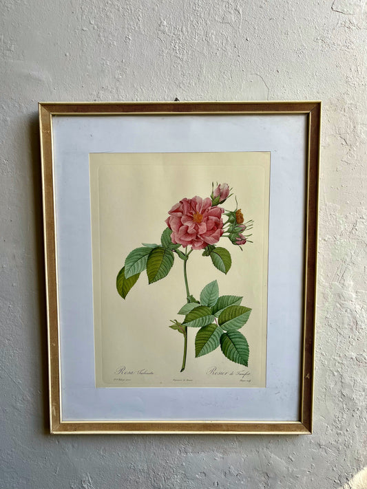 Tableau rosier sous cadre