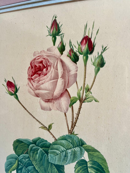 Tableau-lithographie rose encadré