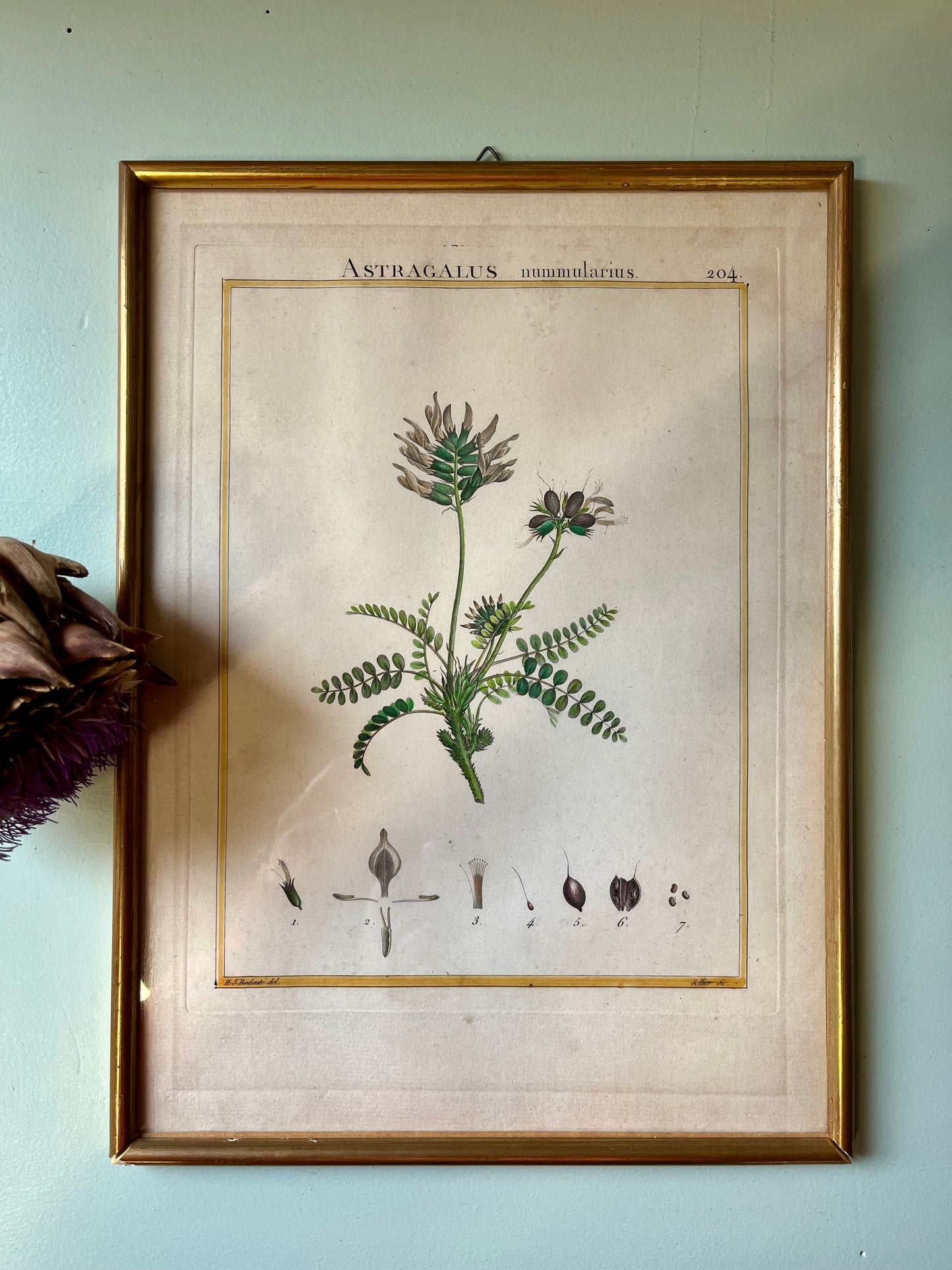 Planche botanique ancienne Astragalus – gravure encadrée dorée