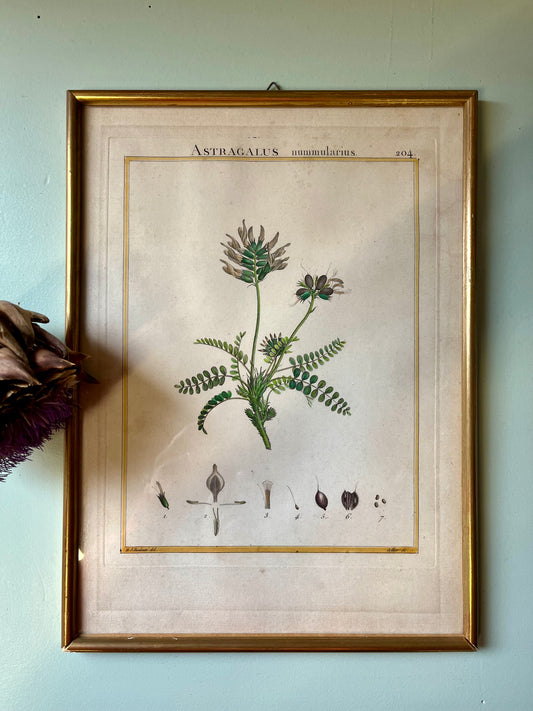 Planche botanique ancienne Astragalus – gravure encadrée dorée