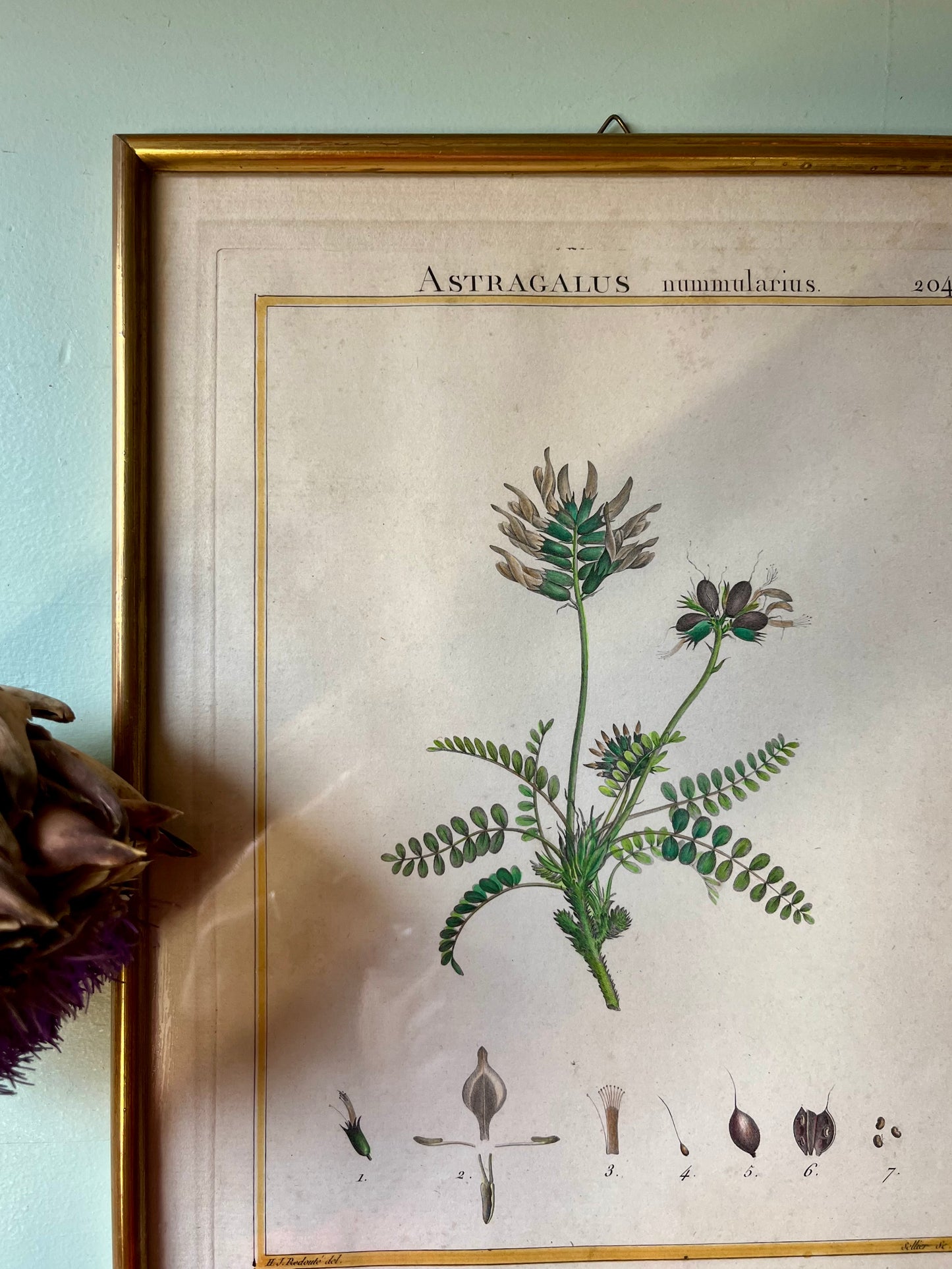 Planche botanique ancienne Astragalus – gravure encadrée dorée