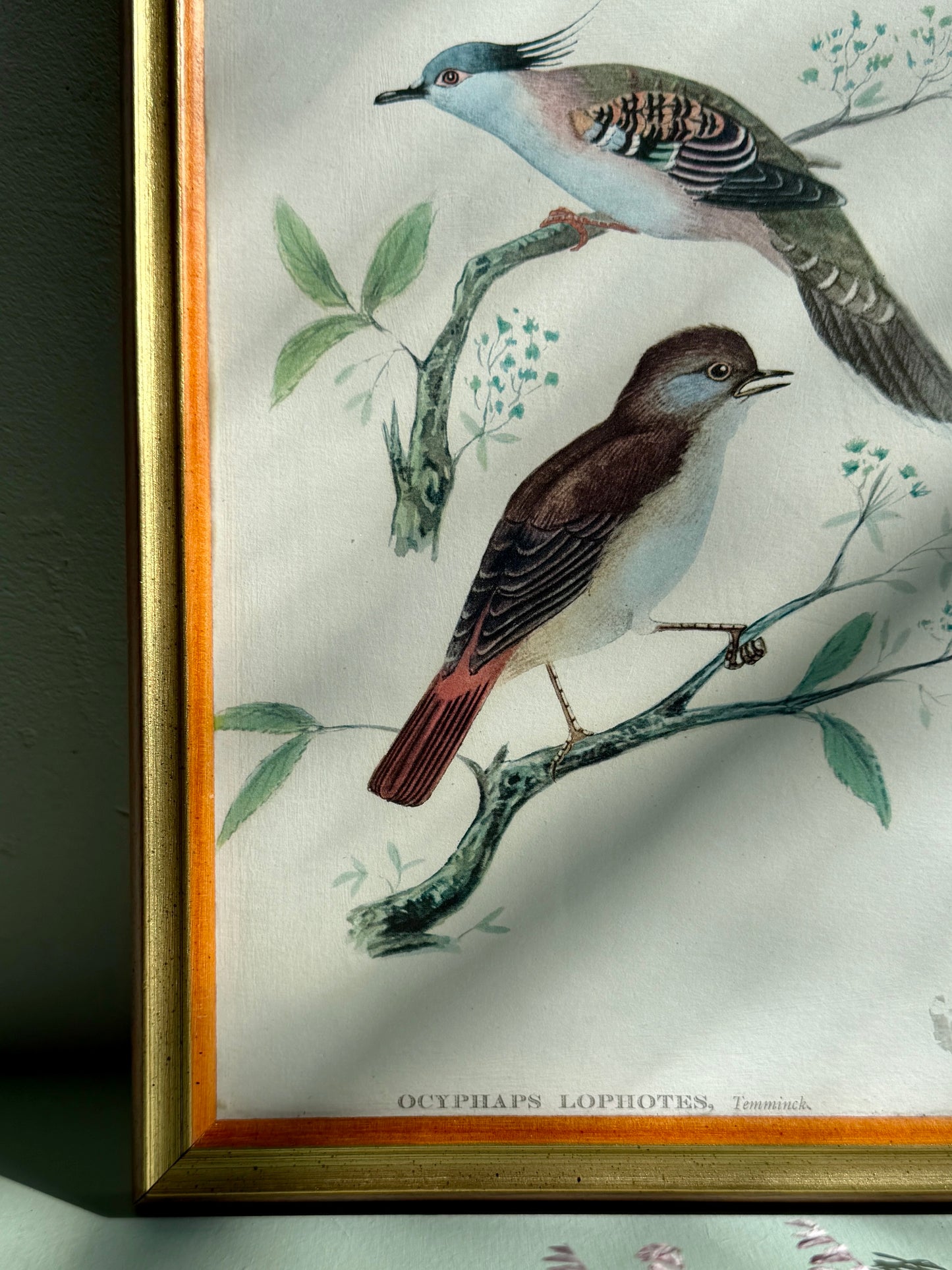 Cadre ancien illustration oiseaux naturalistes