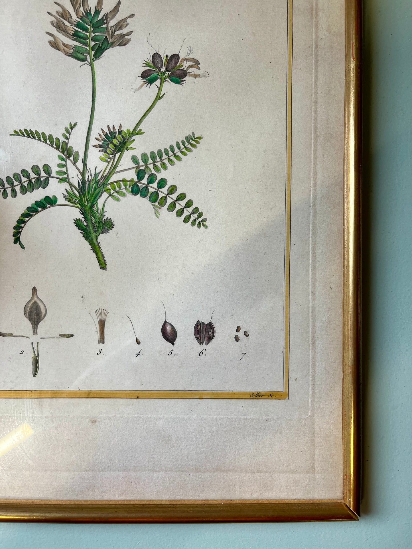 Planche botanique ancienne Astragalus – gravure encadrée dorée