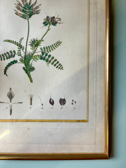 Planche botanique ancienne Astragalus – gravure encadrée dorée