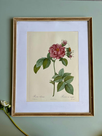 Tableau rosier sous cadre