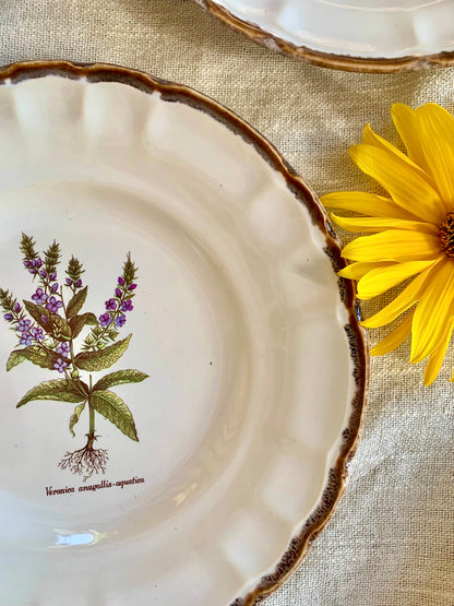 Assiettes botaniques – Faïences de Haute-Provence-lot de 3  Vaisselle Patine