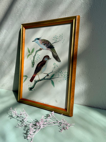 Cadre ancien illustration oiseaux naturalistes