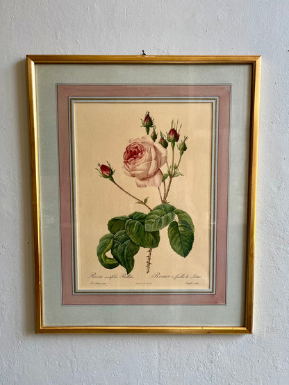 Tableau-lithographie rose encadré