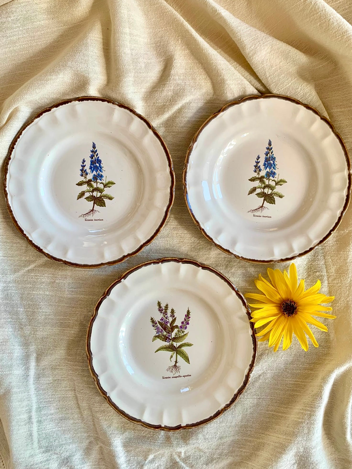 Assiettes botaniques – Faïences de Haute-Provence-lot de 3  Vaisselle Patine