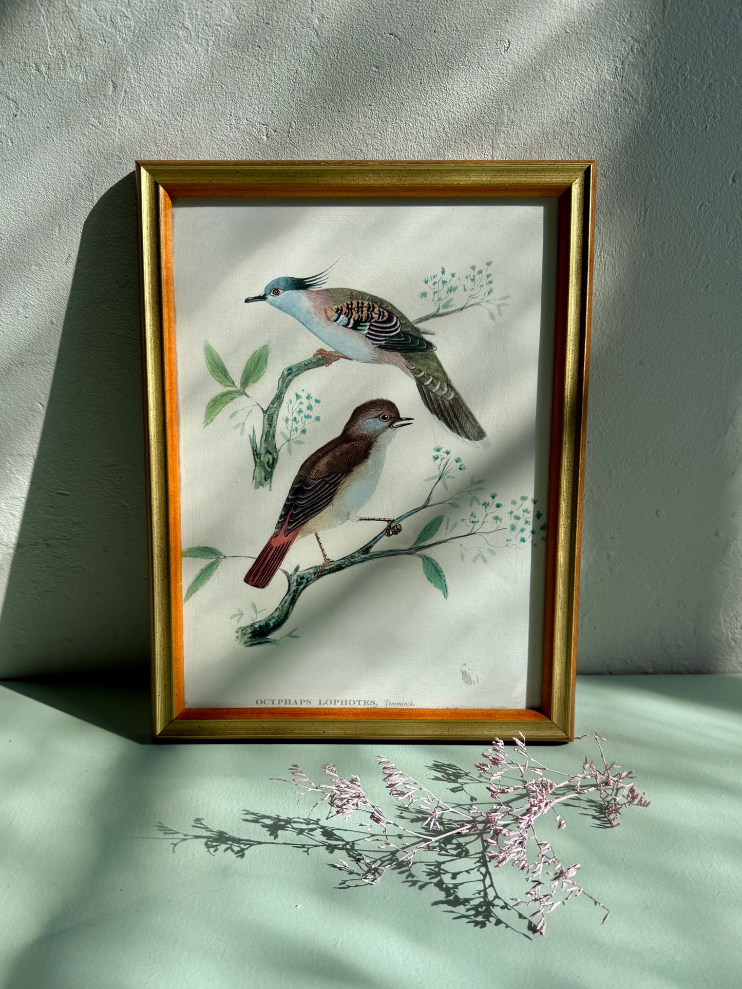 Cadre ancien illustration oiseaux naturalistes