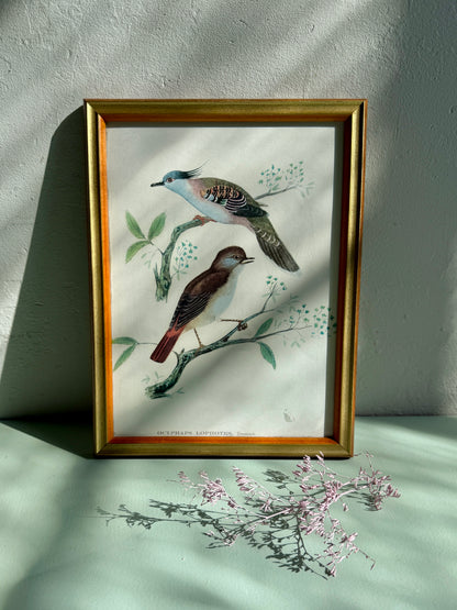 Cadre ancien illustration oiseaux naturalistes