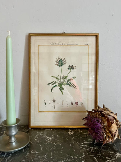 Planche botanique ancienne Astragalus – gravure encadrée dorée
