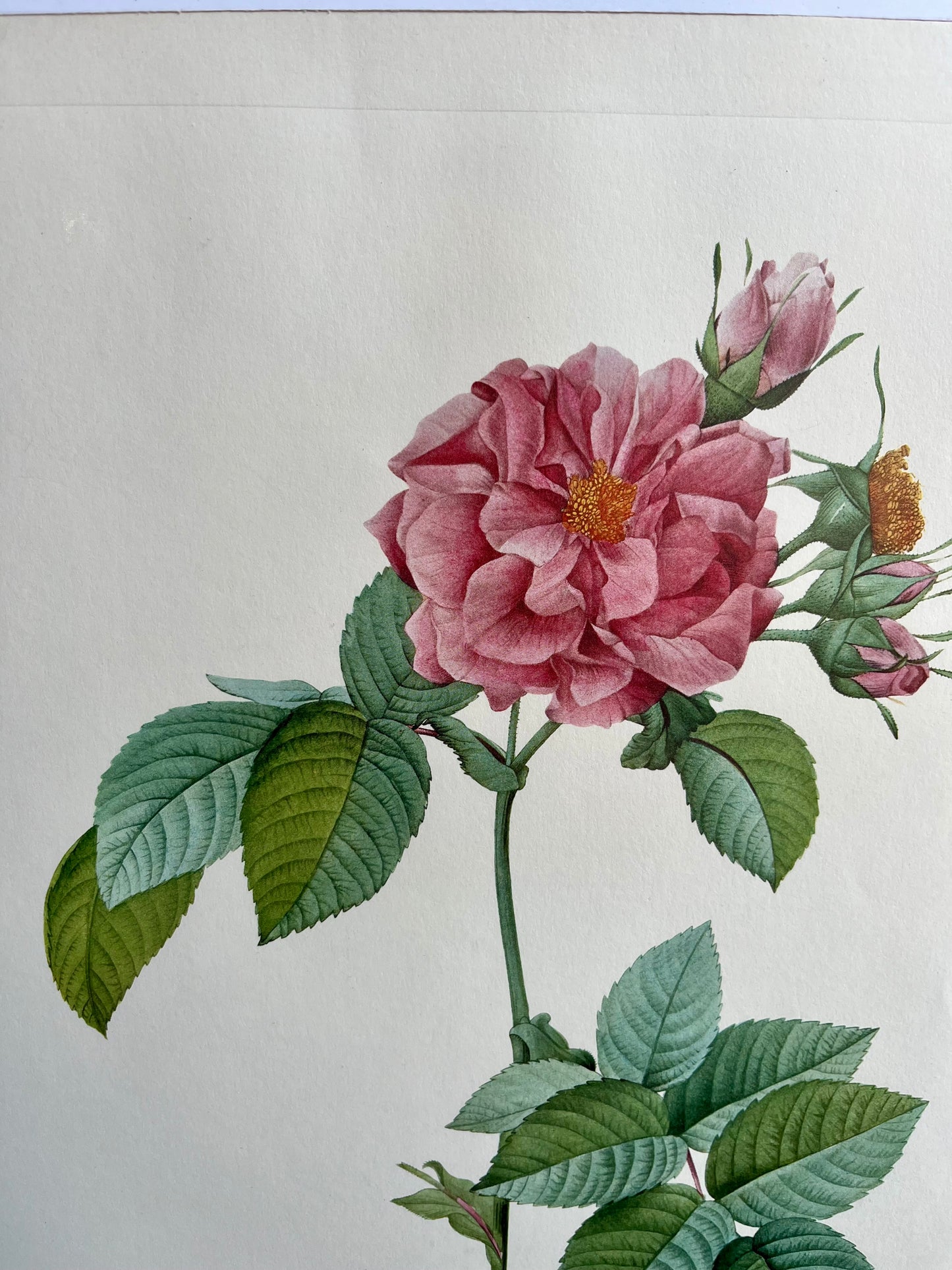 Tableau rosier sous cadre