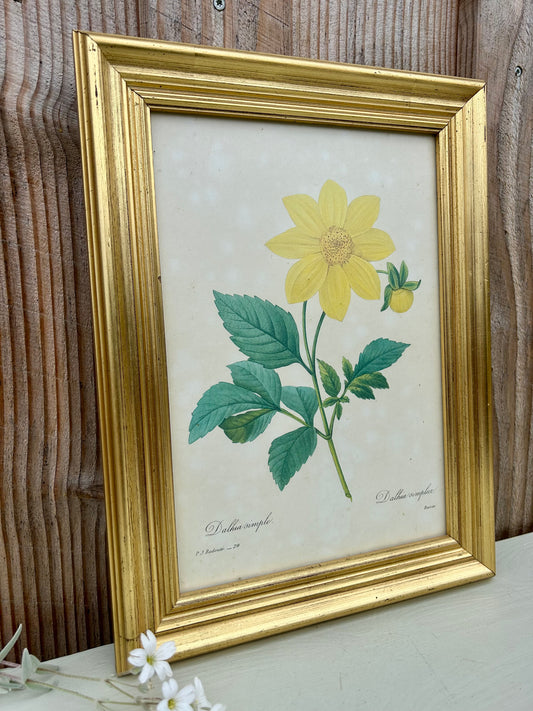 Planche botanique Dahlia sous cadre
