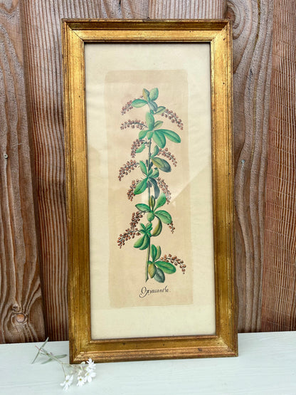 Planche botanique Aubépine sous cadre doré