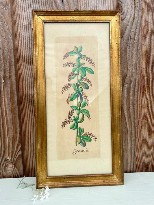 Planche botanique Aubépine sous cadre doré