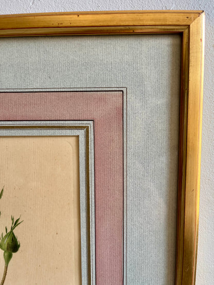 Tableau-lithographie rose encadré