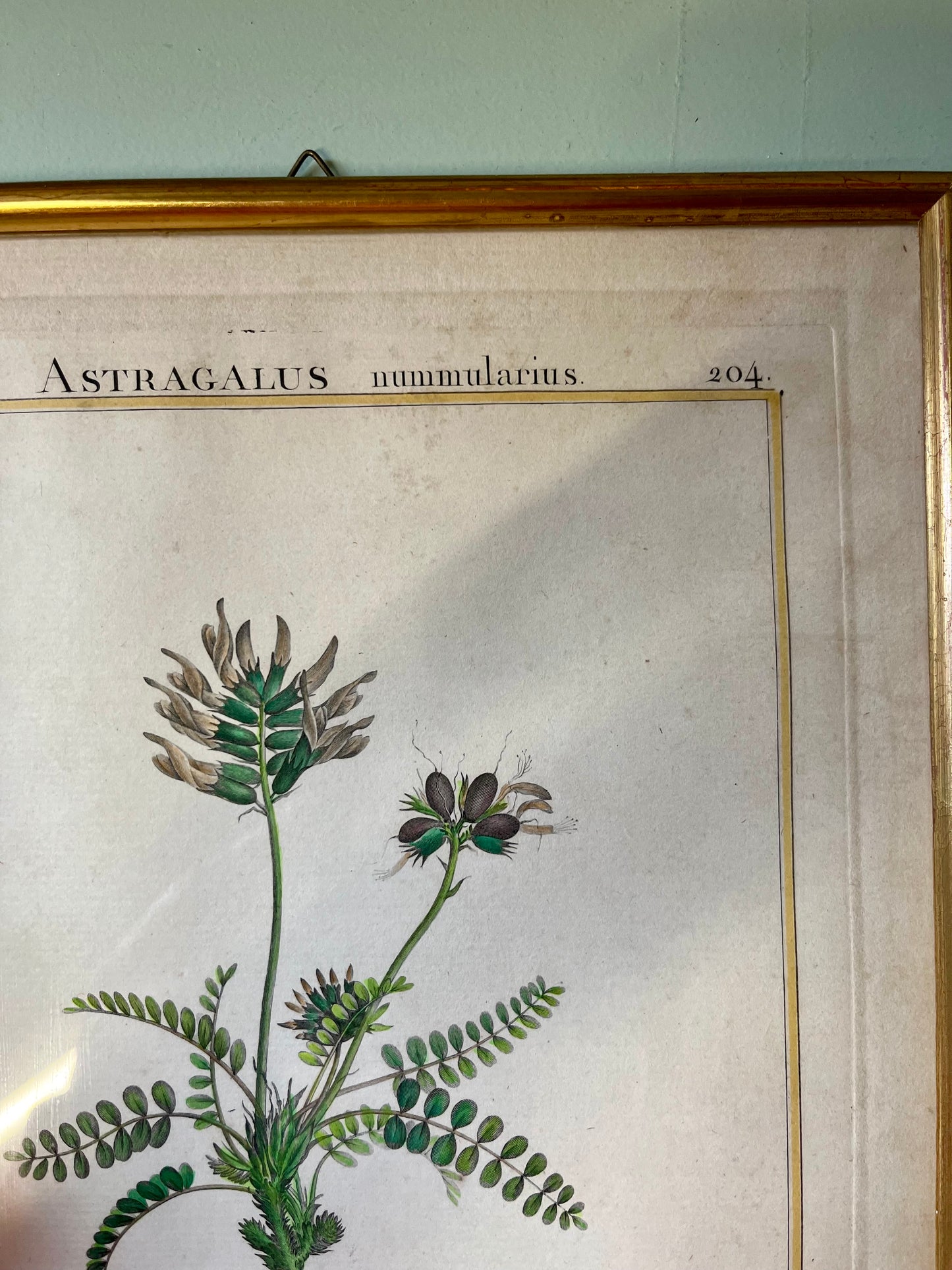 Planche botanique ancienne Astragalus – gravure encadrée dorée