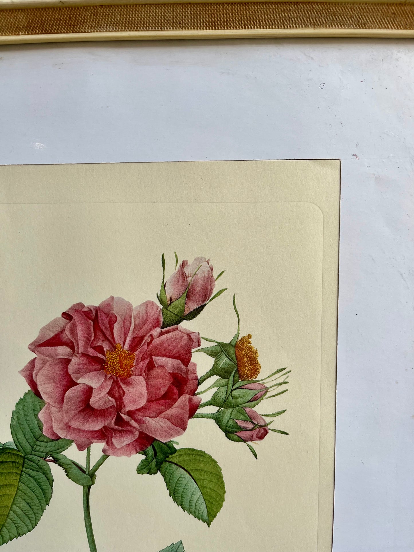 Tableau rosier sous cadre