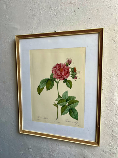 Tableau rosier sous cadre