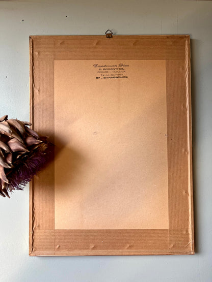 Planche botanique ancienne Astragalus – gravure encadrée dorée