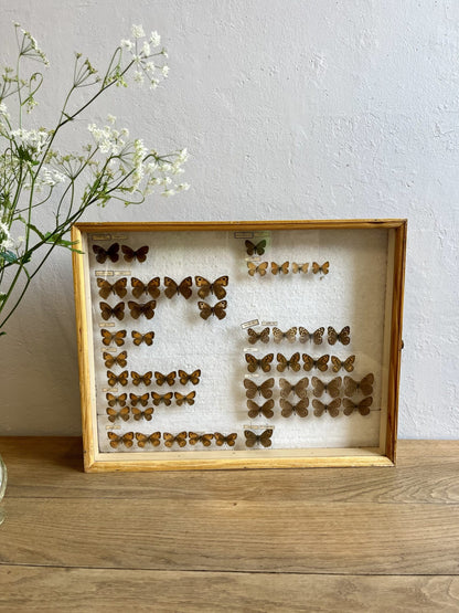 Boîte à papillons/ boîte d’entomologiste