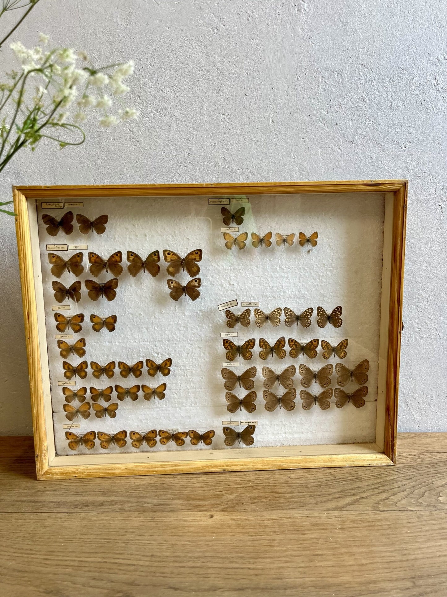 Boîte à papillons/ boîte d’entomologiste
