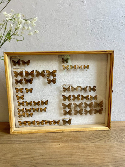 Boîte à papillons/ boîte d’entomologiste