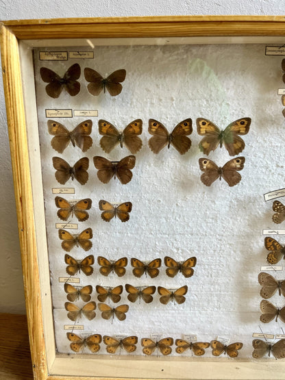Boîte à papillons/ boîte d’entomologiste