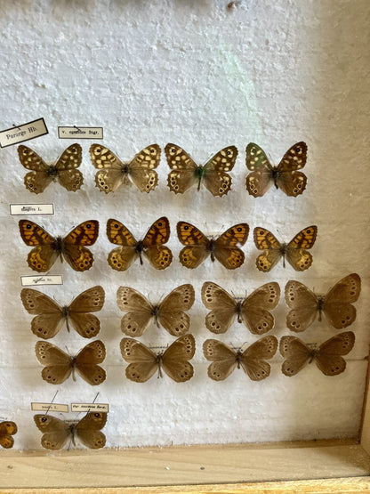Boîte à papillons/ boîte d’entomologiste