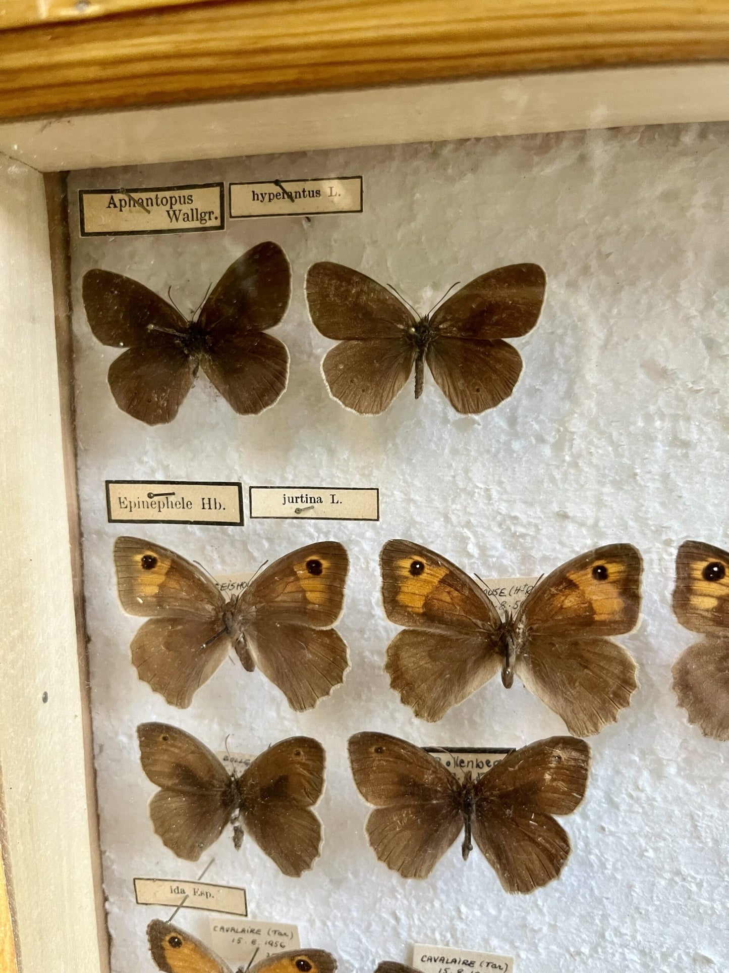 Boîte à papillons/ boîte d’entomologiste