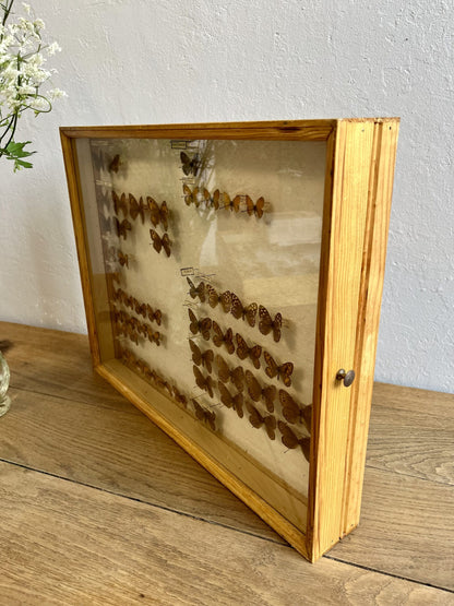 Boîte à papillons/ boîte d’entomologiste