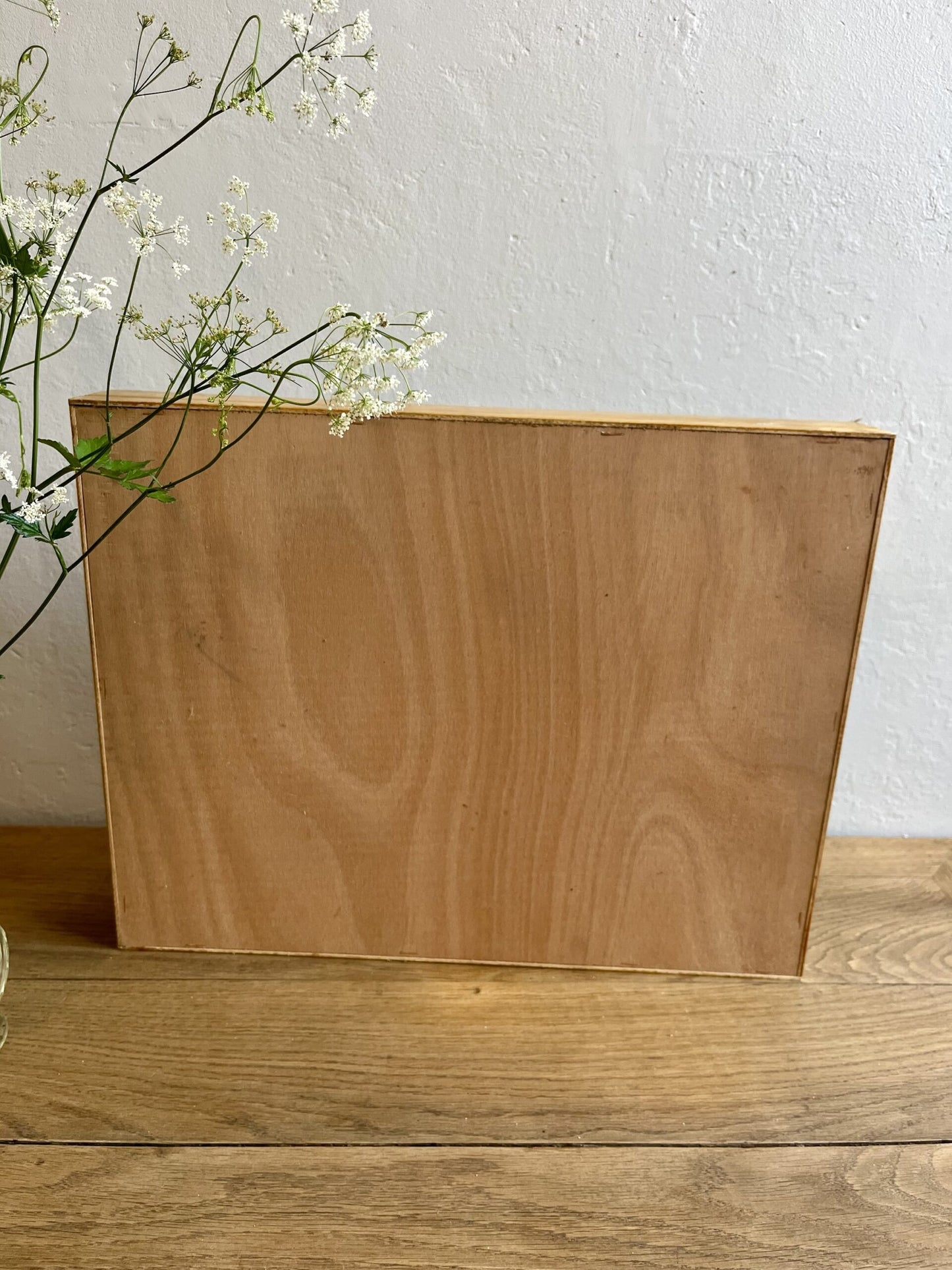 Boîte à papillons/ boîte d’entomologiste