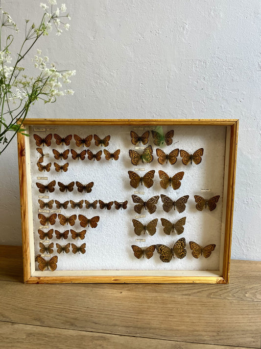 Boîte d’entomologiste/ boîte à papillons