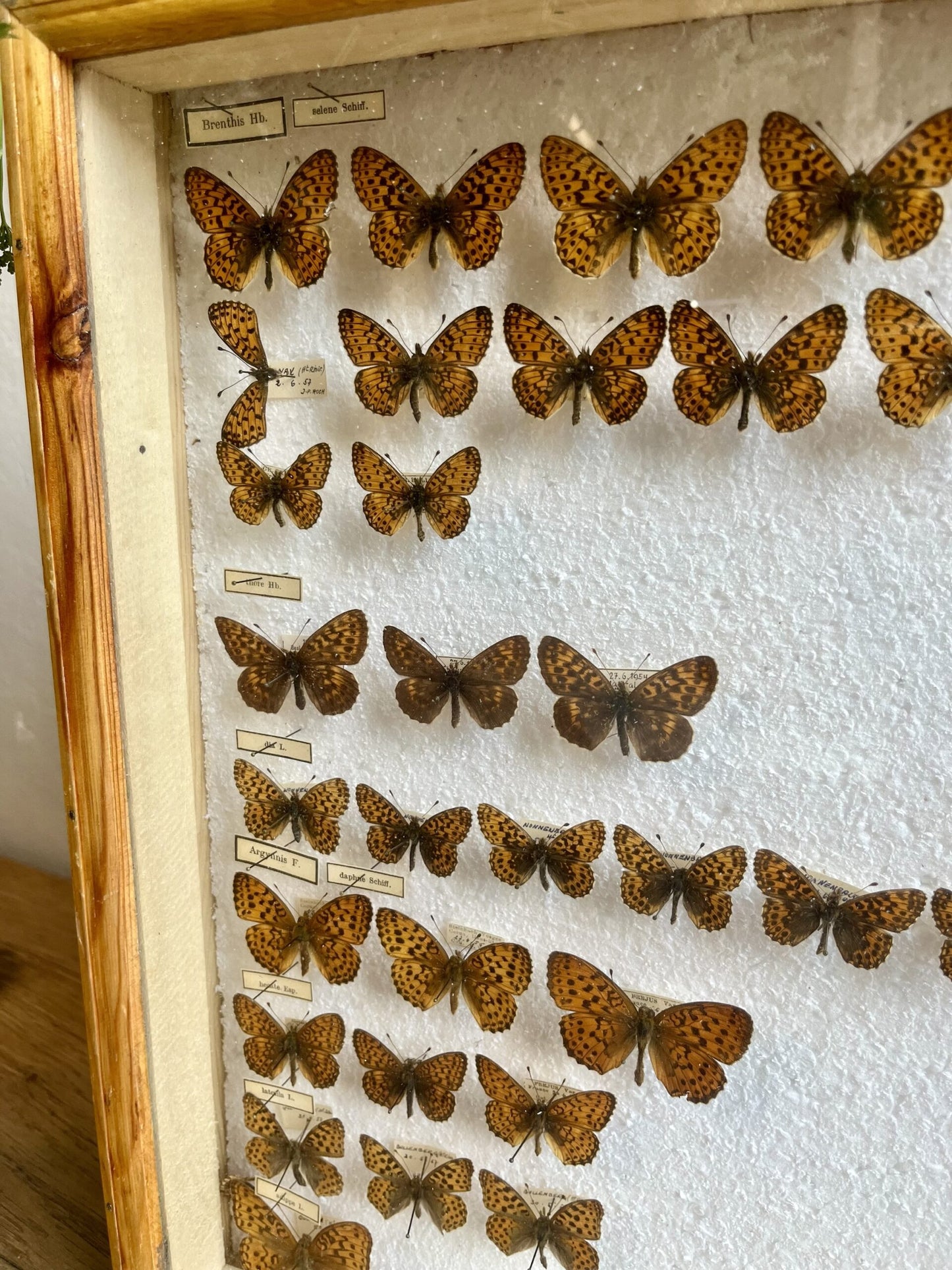 Boîte d’entomologiste/ boîte à papillons