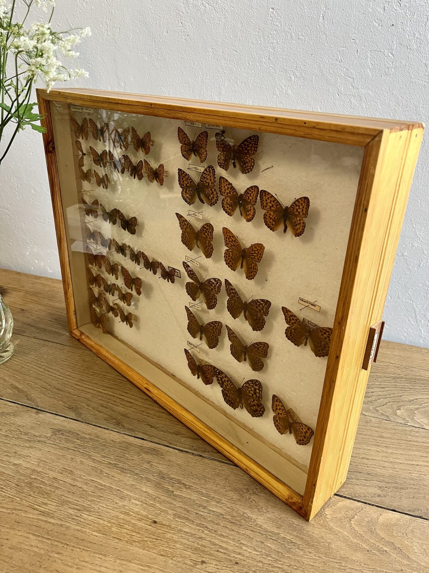 Boîte d’entomologiste/ boîte à papillons