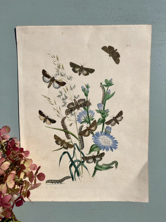 Gravure motifs fleurs et papillons