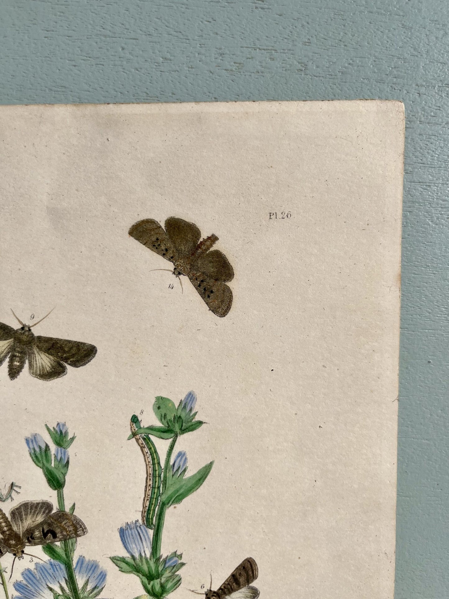 Gravure motifs fleurs et papillons