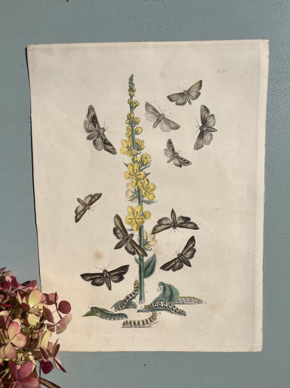 Gravure/ lithographie ancienne