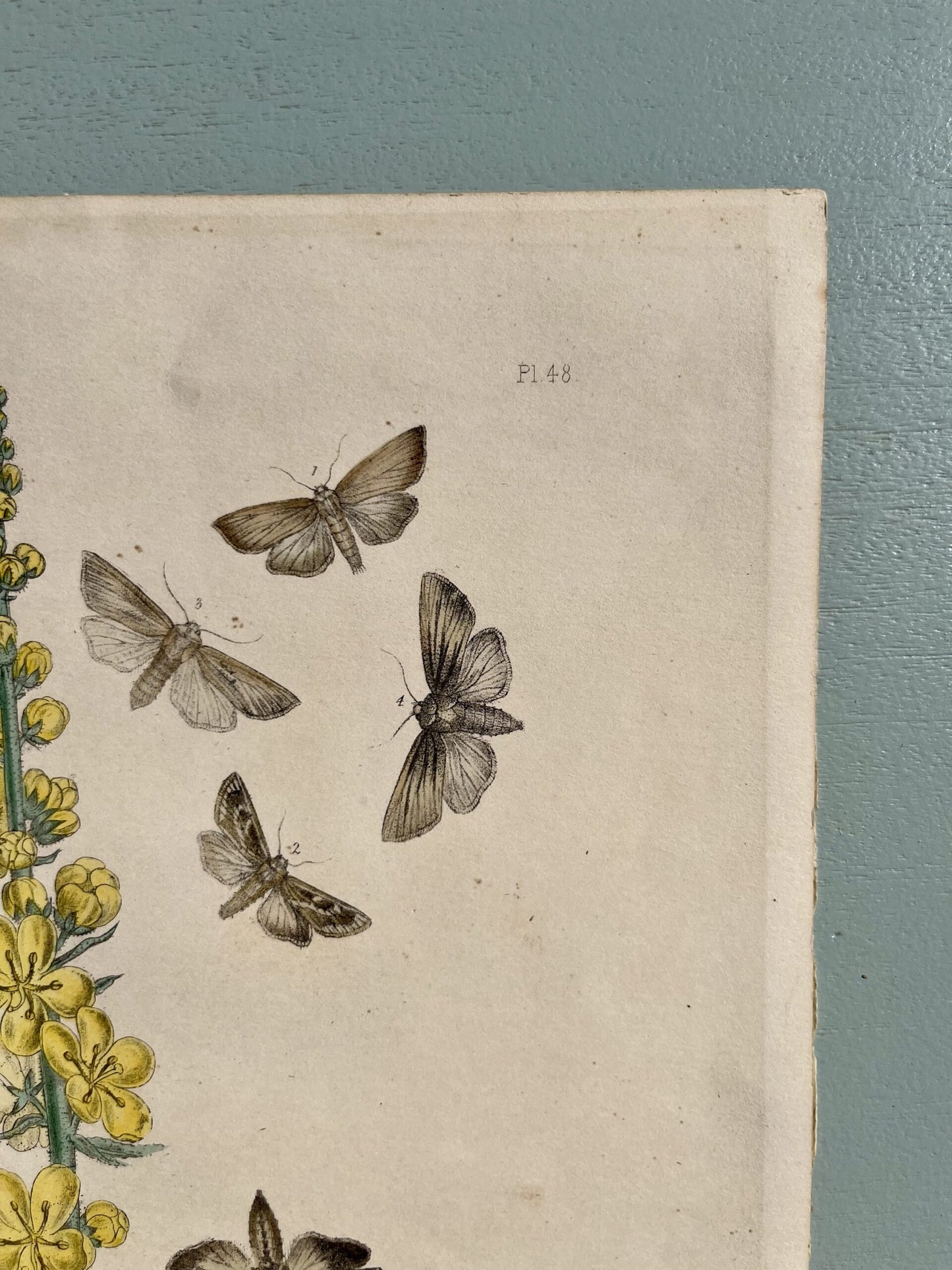 Gravure/ lithographie ancienne