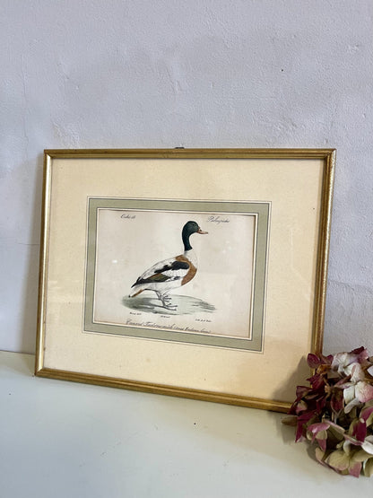 Lithographie canard paysage