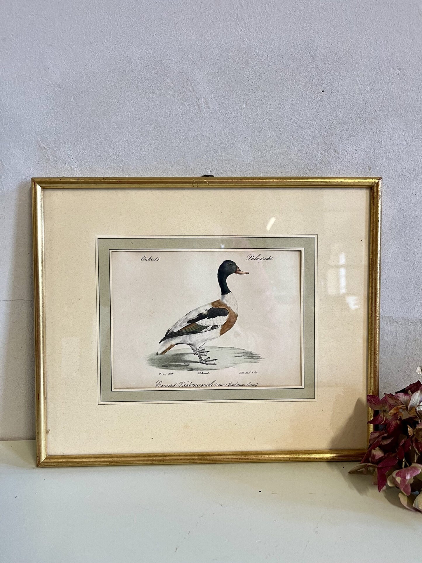 Lithographie canard paysage