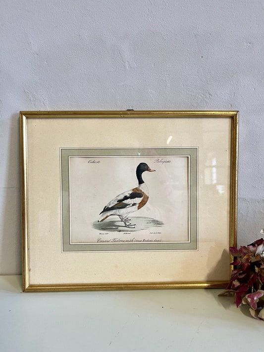 Lithographie canard paysage